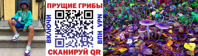 закладки  Шимановск  hydra зеркало  Псилоцибиновые грибы прущие грибы 